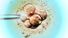 试管婴儿移植后的时间里，胚胎宝宝都经历了什么？