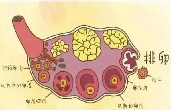 卵泡数量是影响试管成功率的因素