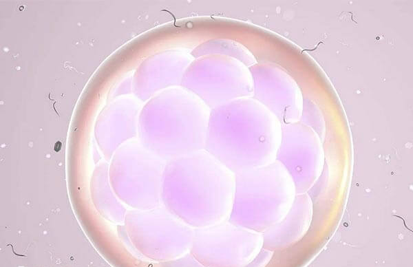 取卵后最快三天可进行移植