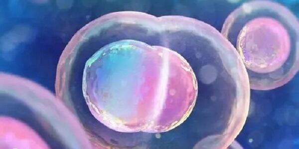 等级低的囊胚可以移植