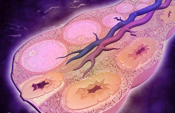 成熟卵泡会分泌雌激素