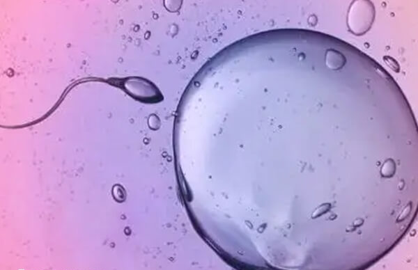 胚胎的形成是由卵子和精子结合而来的