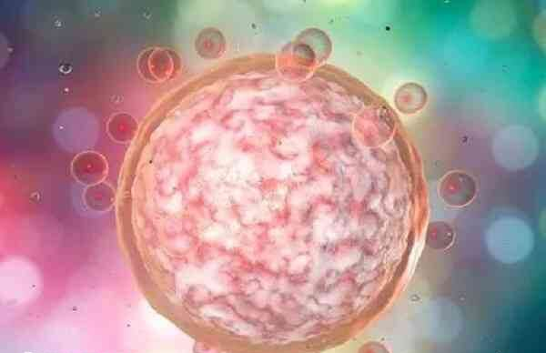 黄体期也可以募集卵泡