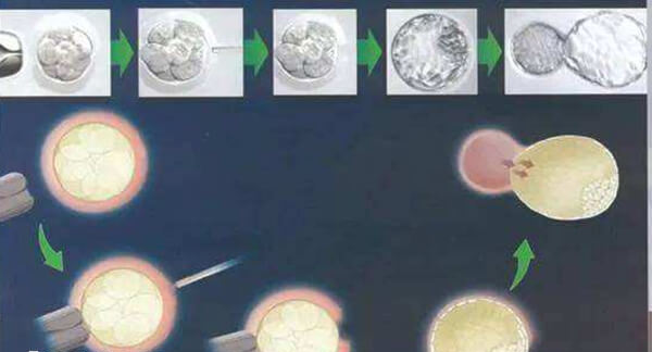 胚胎辅助孵化过程