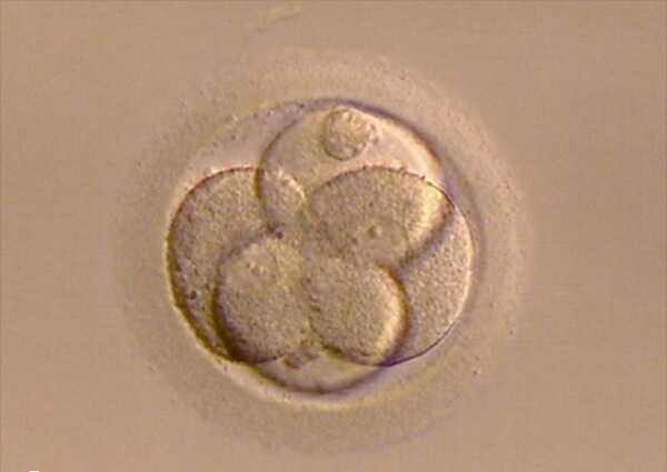 D5囊胚是发育到第5天的胚胎