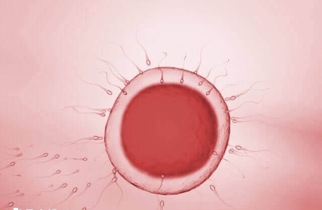 多精受精发生率约为1%