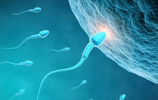 卵子未成熟或过熟会影响受精