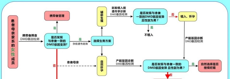 杜氏肌营养不良症做三代试管婴儿的流程
