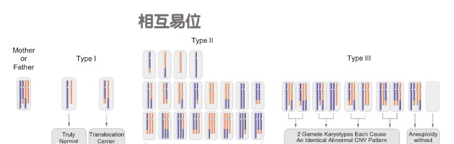 染色体平衡异位
