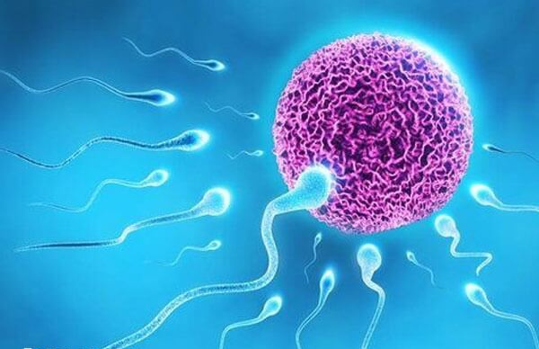 人体的内分泌系统与生物钟密切相关