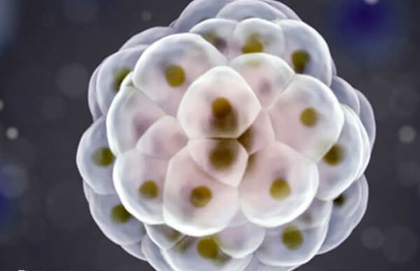 4bc和2bc囊胚着床率是50%