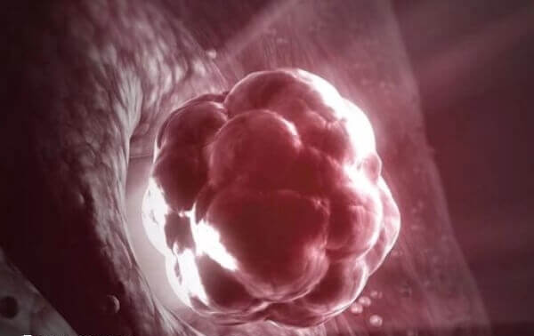 鲜胚移植后需注意多休息