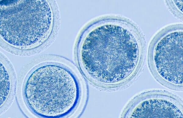 拮抗剂方案成功率并不高