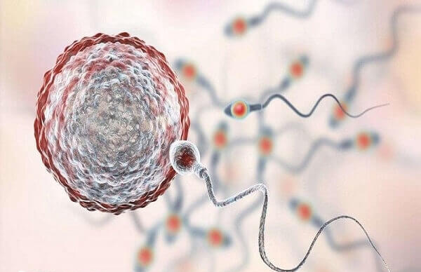 精子不好降低试管成功率