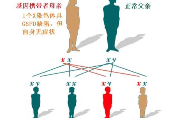 蚕豆病遗传规律图