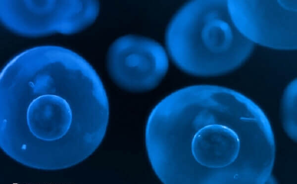 养囊处于胚胎培养的环节