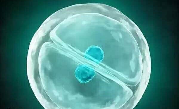 试管移植后3天着床