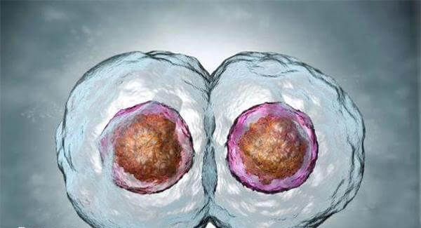 4aa囊胚的质量非常好