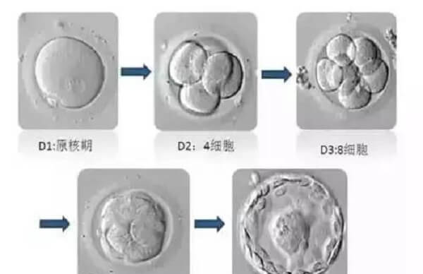 囊胚4AB比4BA好