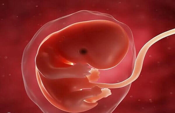 马赛克胚胎可能生畸形儿