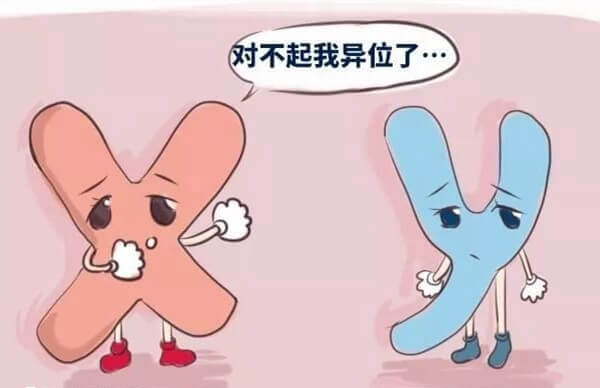 正常染色体的核心占46%