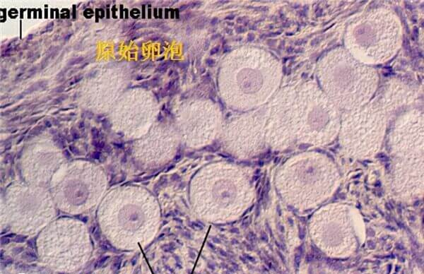 大龄女性可以用黄体期促排卵方案