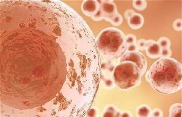 雌二醇高卵泡发育好