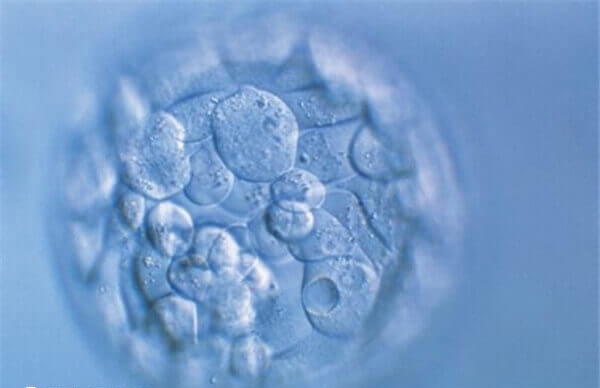 女性年龄小养囊成功率高