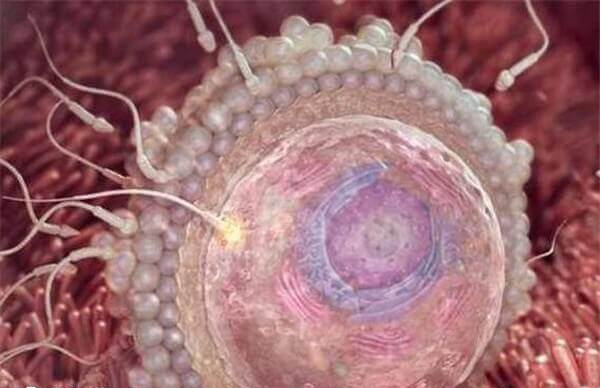 年龄较大影响胚胎培养成功率