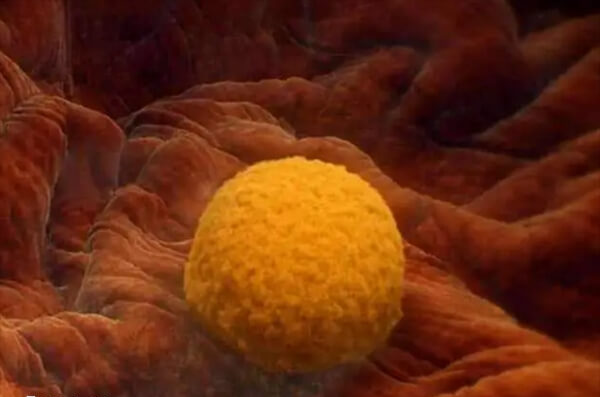 自然周期移植对内膜有要求