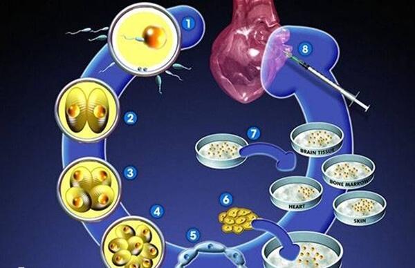 试管婴儿流程安排
