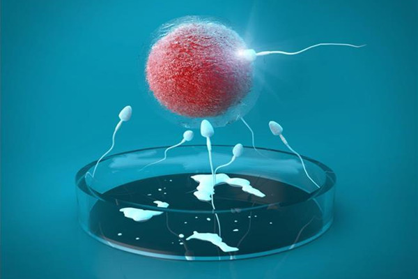 试管婴儿胚胎移植数量越多越好吗?