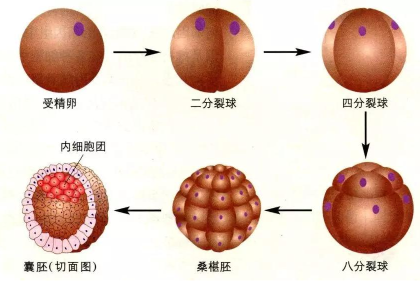 要知道日本试管婴儿胚胎移植后，这些误区要避免！