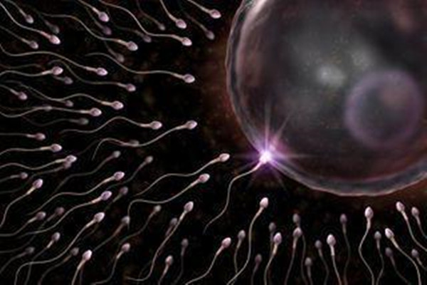 卵子在体内存活多久还有受孕能力?
