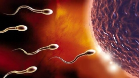 精子活力低A级精子小于20% 吃勃锐精有用吗？