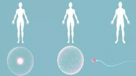 辅助生殖好方案：卵巢功能低下/卵巢早衰患者福音