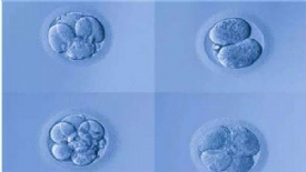 如何查看试管婴儿的胚胎级别