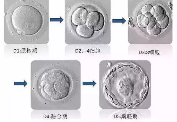 胚胎发育流程图