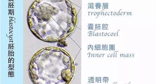 囊胚期的胚胎形态图