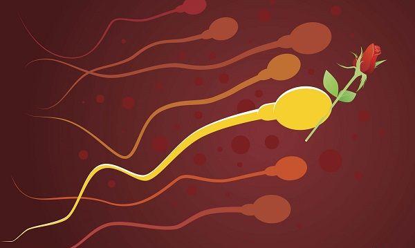异常精子会影响胚胎质量