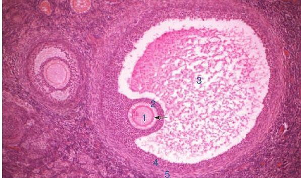 不同时期卵母细胞结构不同