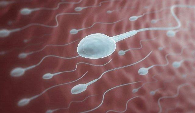 优质精子可以快速或慢速向卵子驶去