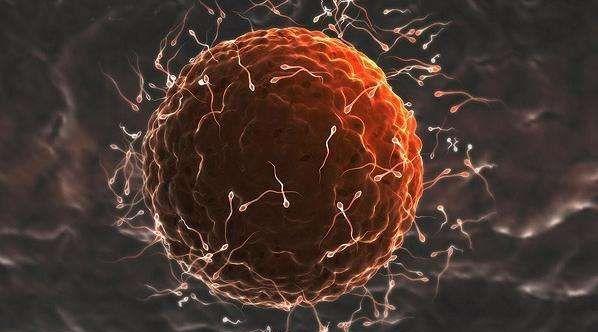 精子和卵子结合才能孕育生命