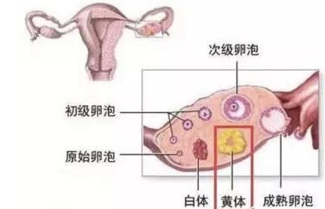 卵巢生理结构示意图