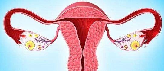 卵巢结构示意图