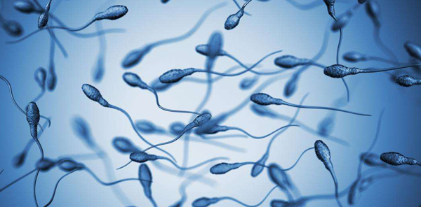 人工授精如何优化精子