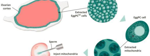 卵子干细胞基础上的第四代试管婴儿