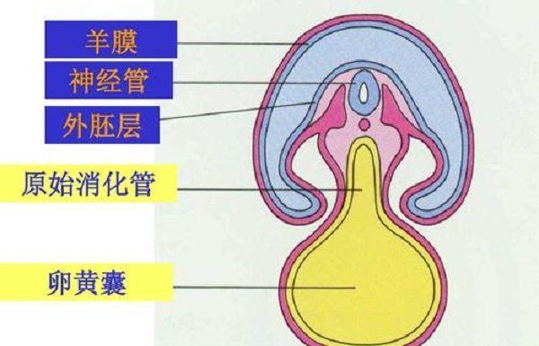 孕早期胚胎结构
