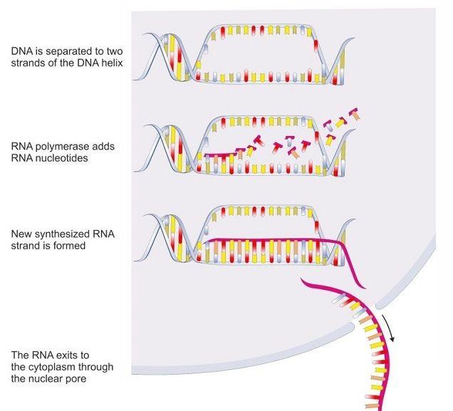 染色体结构示意