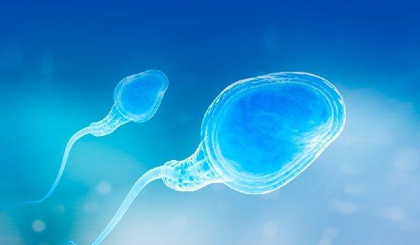 精液白细胞症影响试管婴儿成功率